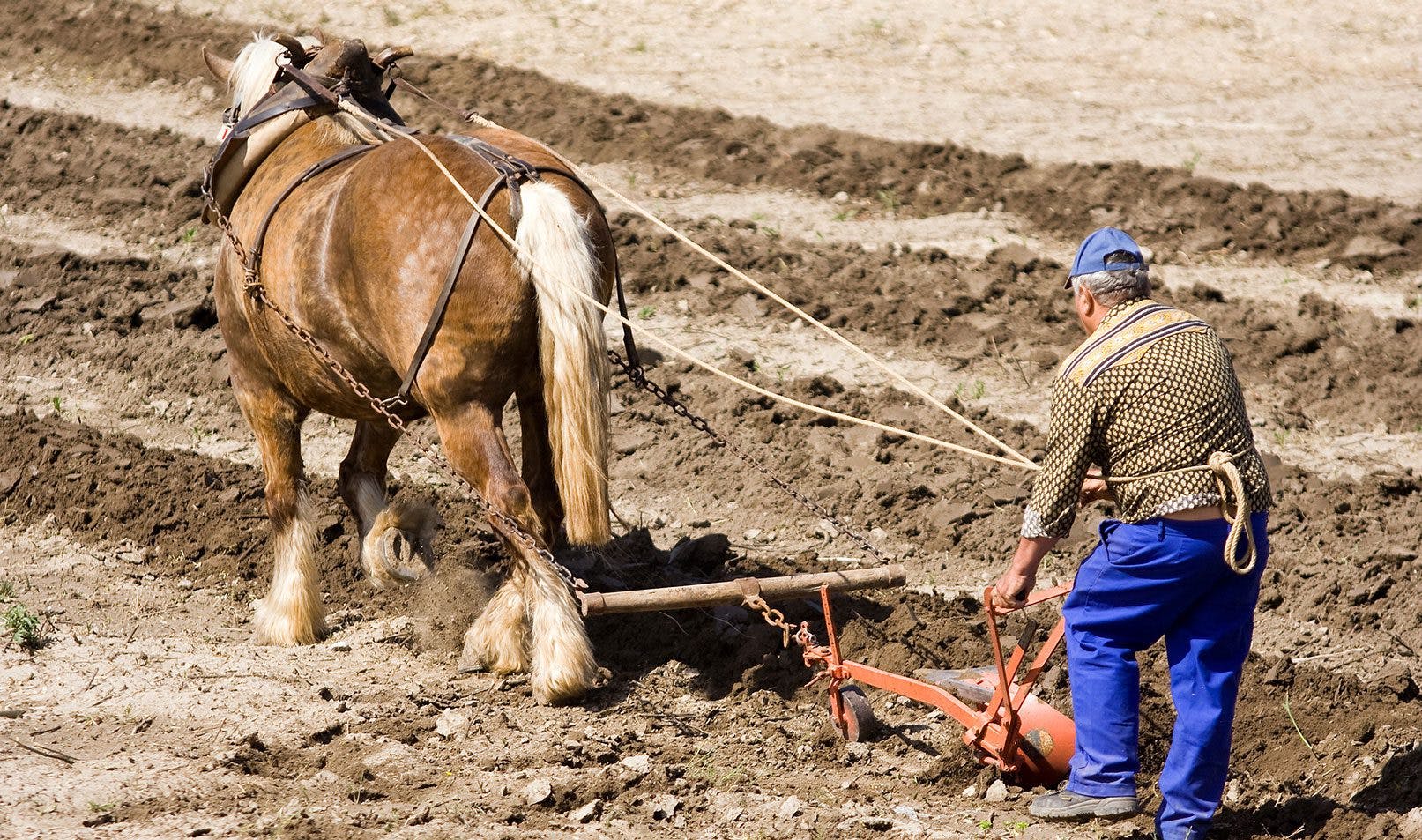 Bilde av en hest med plog og en mann som styrer når de pløyer marken