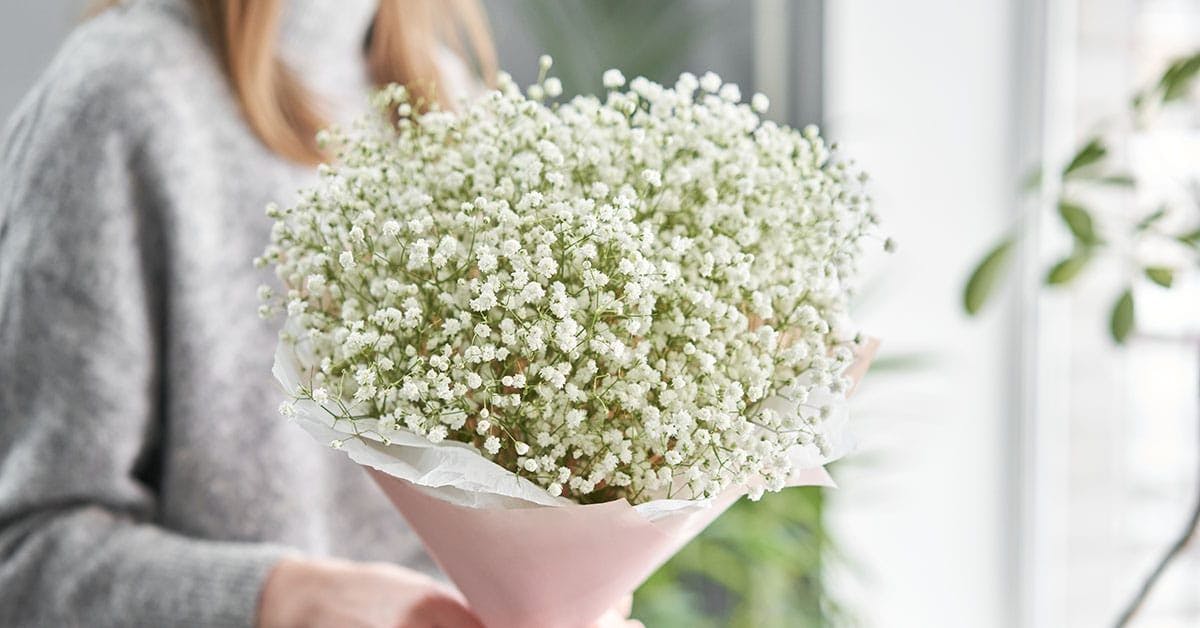 To hender holder en bukett med blomster som kalles brudeslør, små hvite blomster